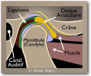 articulation mandibulaire